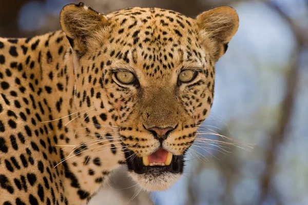 Närbild av leopard — Stockfoto