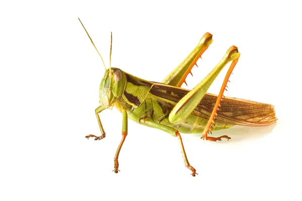 stock image Grass hopper