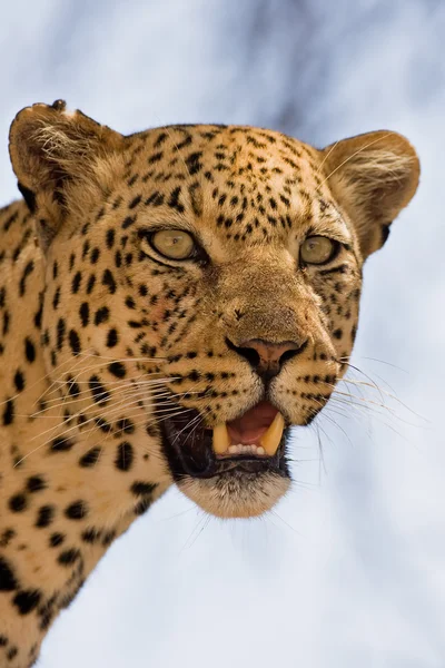 Närbild av leopard — Stockfoto