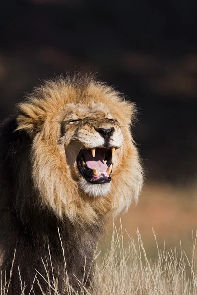 Портрет льва — стоковое фото