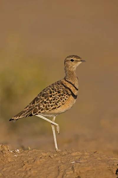Double-banded courser — Stock Photo, Image