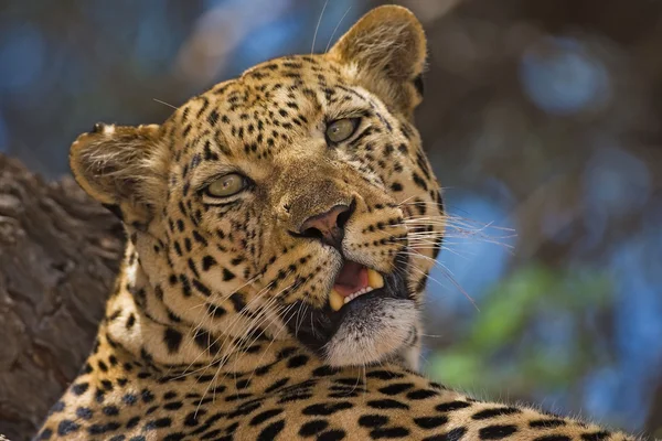 Крупный план Леопарда — стоковое фото