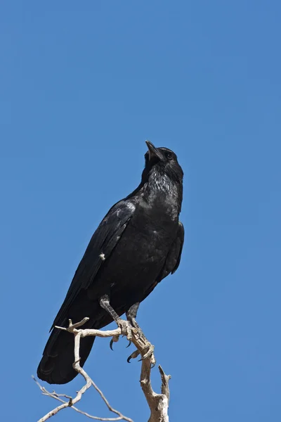Cape crow — Stock Photo, Image
