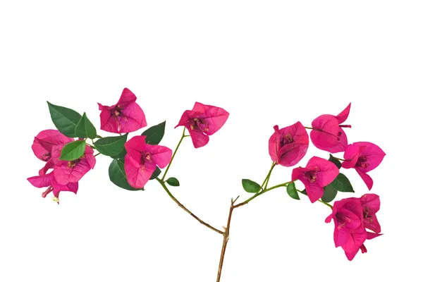 Μπουκαμβίλια βλαστάρι με λουλούδια Εικόνα Αρχείου