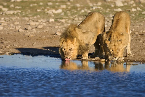 Αρσενικά και θηλυκά λιοντάρια Φωτογραφία Αρχείου