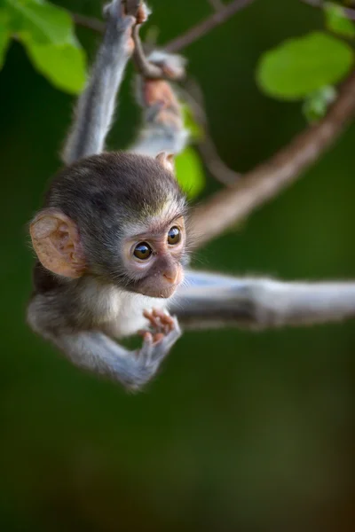 Vervet μαϊμού Royalty Free Φωτογραφίες Αρχείου