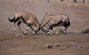 Gemsbok mücadele