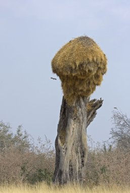 Weaver yuvasına