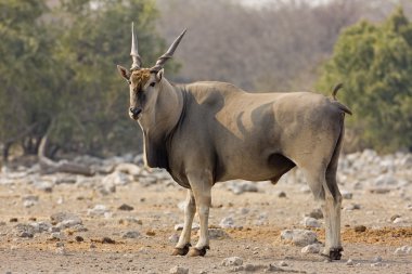 Eland boğa