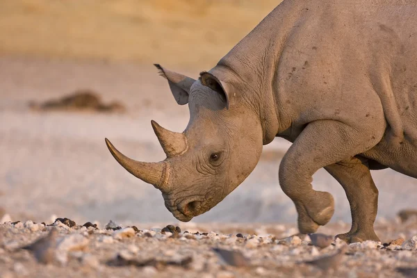 Чёрный носорог — стоковое фото