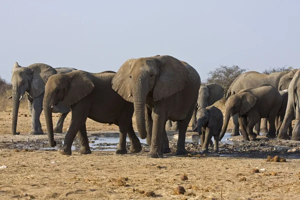 Слоны — стоковое фото
