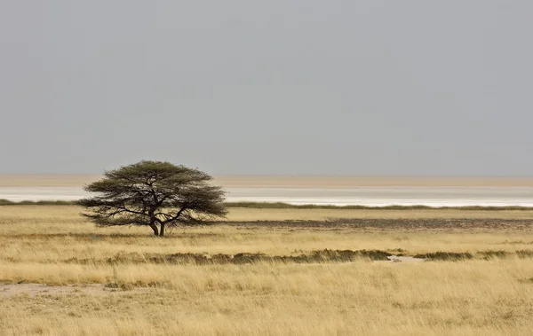 stock image Lonely Tree