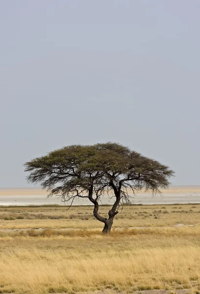 stock image Lonely Tree