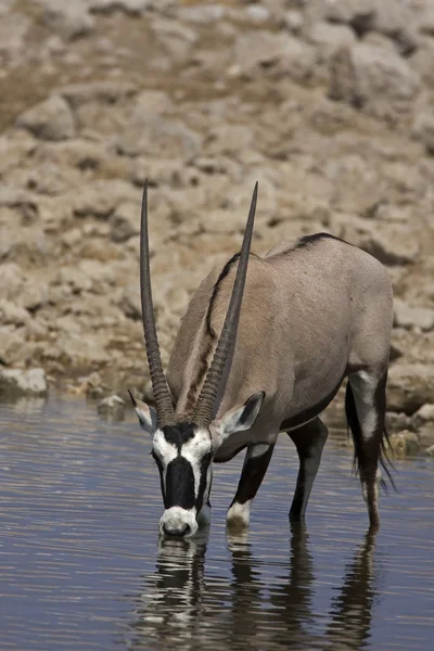 Gemsbok; Oryx gazella — стокове фото