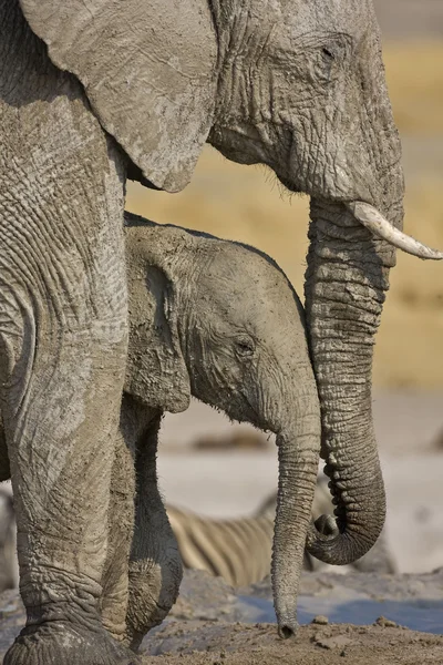 Elefante neonato — Foto Stock