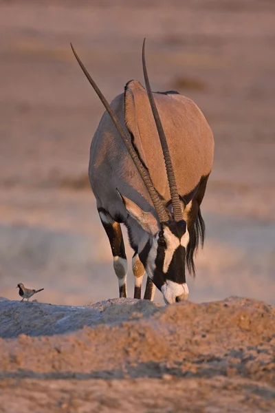 Oryx gazella — Fotografia de Stock