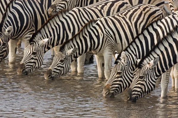 stock image Zebras