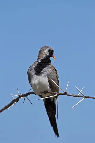 Namaka güvercin — Stok fotoğraf
