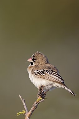 Scaly-feathered finch clipart