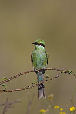 Swallow-tailed bee-eater clipart