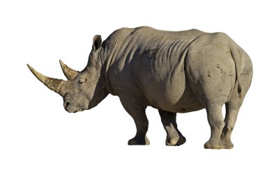 White Rhinocerus clipart