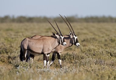 Gemsbok