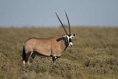 Gemsbok