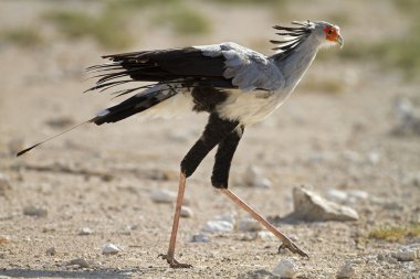 Secretary bird clipart