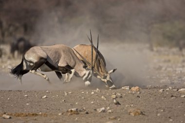 yoğun gemsbok mücadele