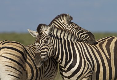 Two Zebras clipart