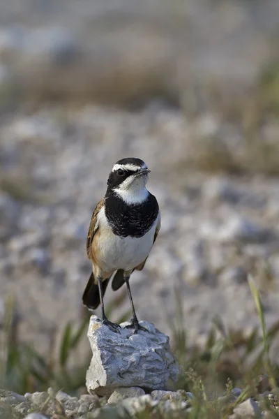 stock image Capped wheatear