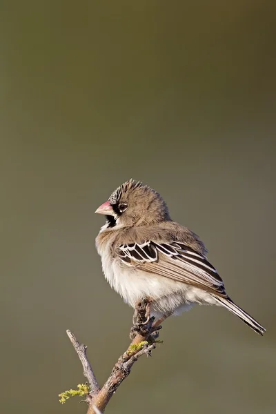 Łuszcząca się ptactwa Zięba — Zdjęcie stockowe
