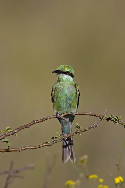Swallow-tailed bee-eater — Stock fotografie