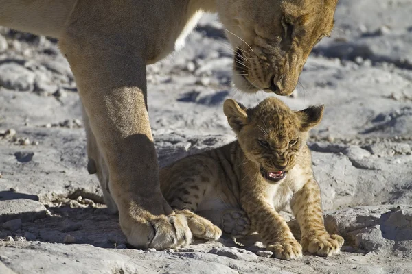 Lioness with irritated cub — Stock Photo, Image