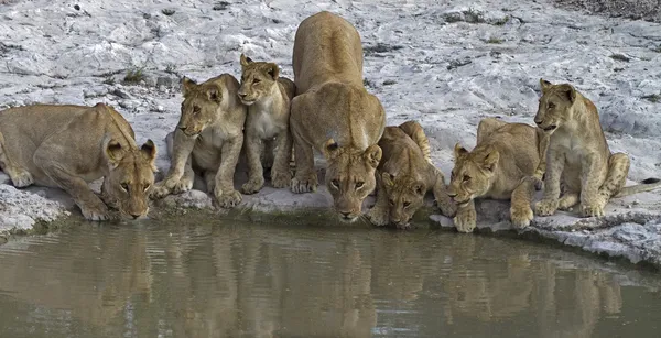 Pride of lions — Stock Photo, Image