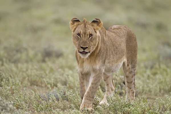 Junge Löwenmännchen — Stockfoto