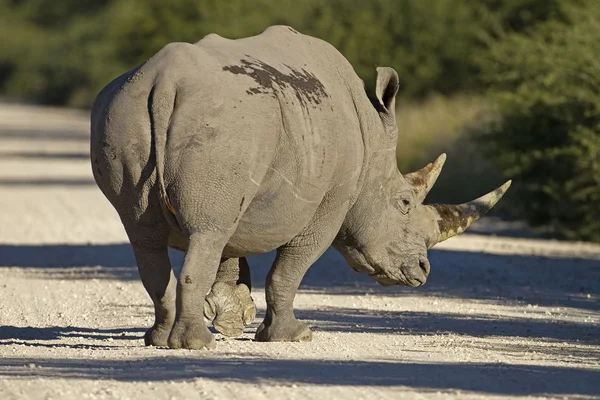 White Rhinocerus — Stock Photo, Image