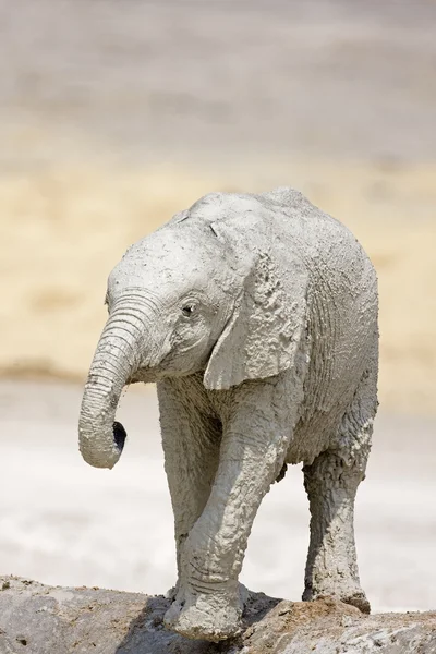 아기 코끼리 — 스톡 사진