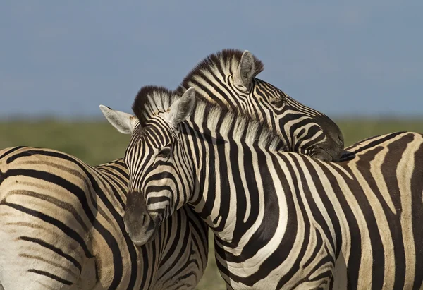 Два зебр — стокове фото