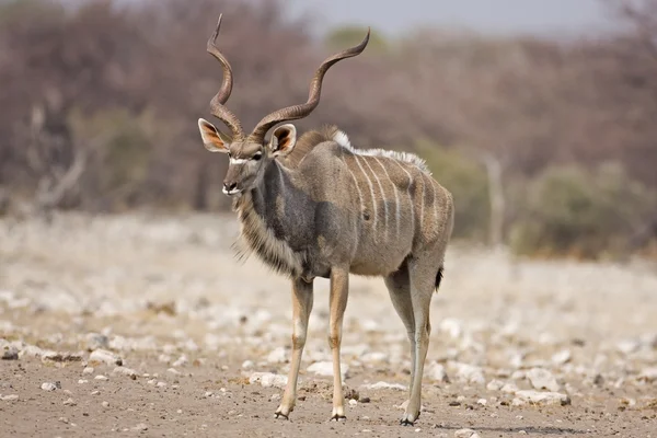 Férfi Kudu — Stock Fotó