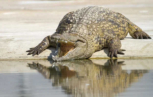 Krokodille - Stock-foto