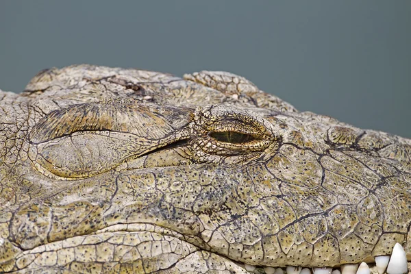 Crocodilo — Fotografia de Stock