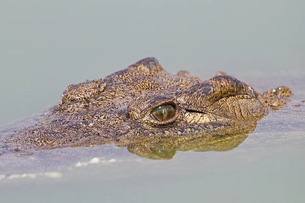 Крокодил голова — стокове фото