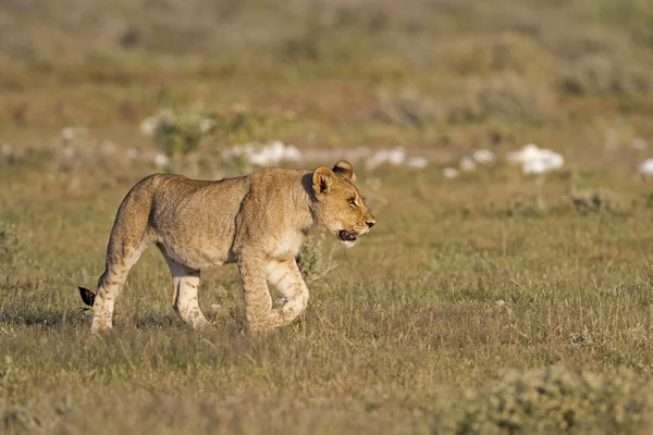 Fiatal oroszlán — Stock Fotó