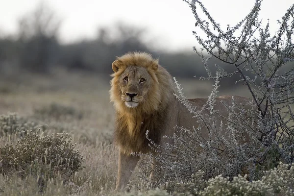Αρσενικό λιοντάρι — Φωτογραφία Αρχείου