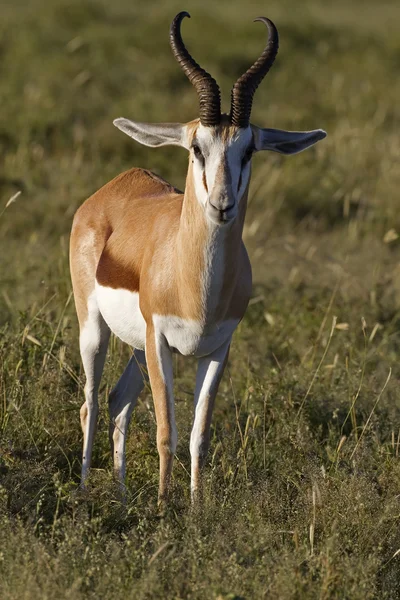 Antilope saltante — Foto Stock