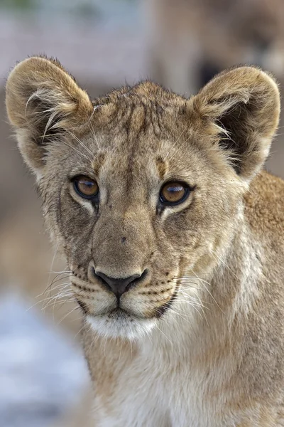 stock image Young lion