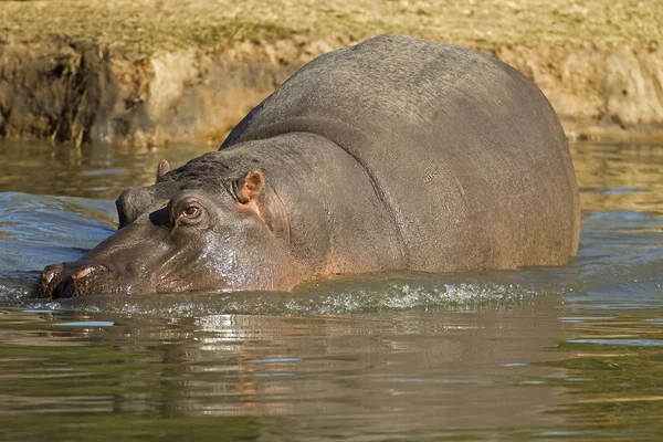 Hipopótamo Imagem De Stock