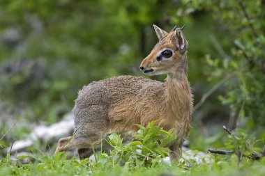 Damara Dik-Dik