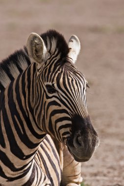 Burchells zebra